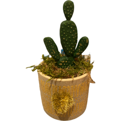 Cactus pompon doré